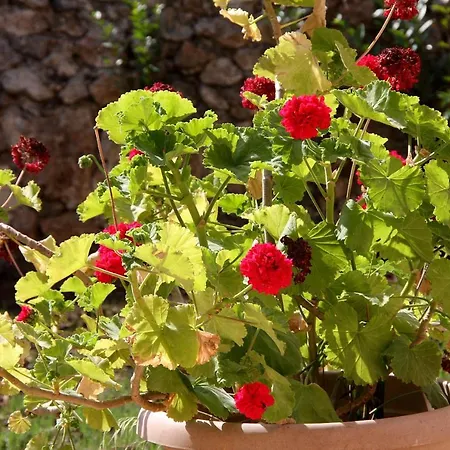 ヴィラ Kilim Yaka Village *